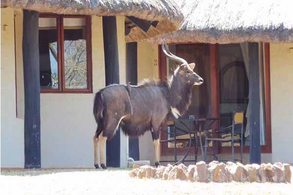 Zululand Safari Lodge Nyala