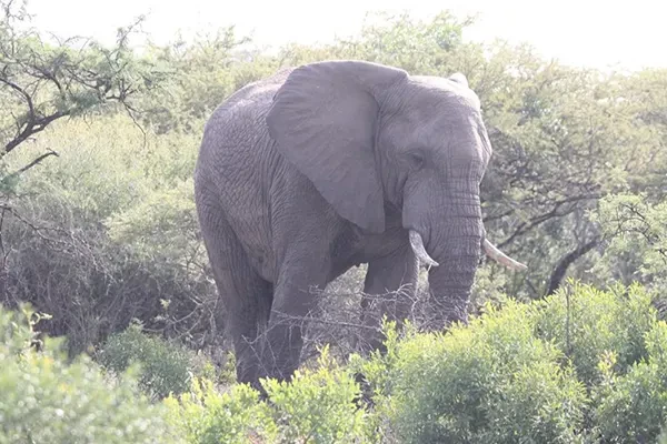 Bayala Elephant