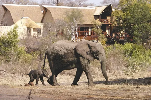 Elephant Plains Game Lodge Elephants