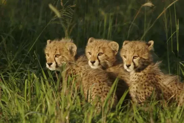 Emdoneni Lodge Cheetah Cubs