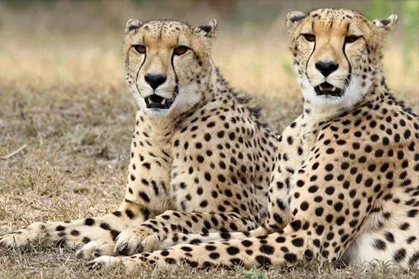 Emdoneni Lodge Cheetah