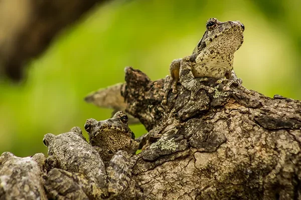 Mpeti Lodge Tree Frogs